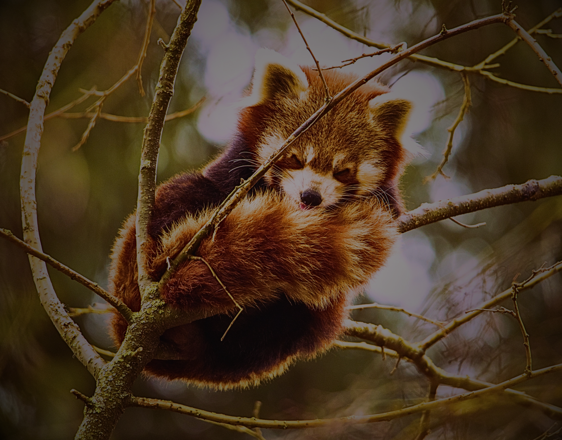 Panda rojo, endémico de los bosques altos de Asia